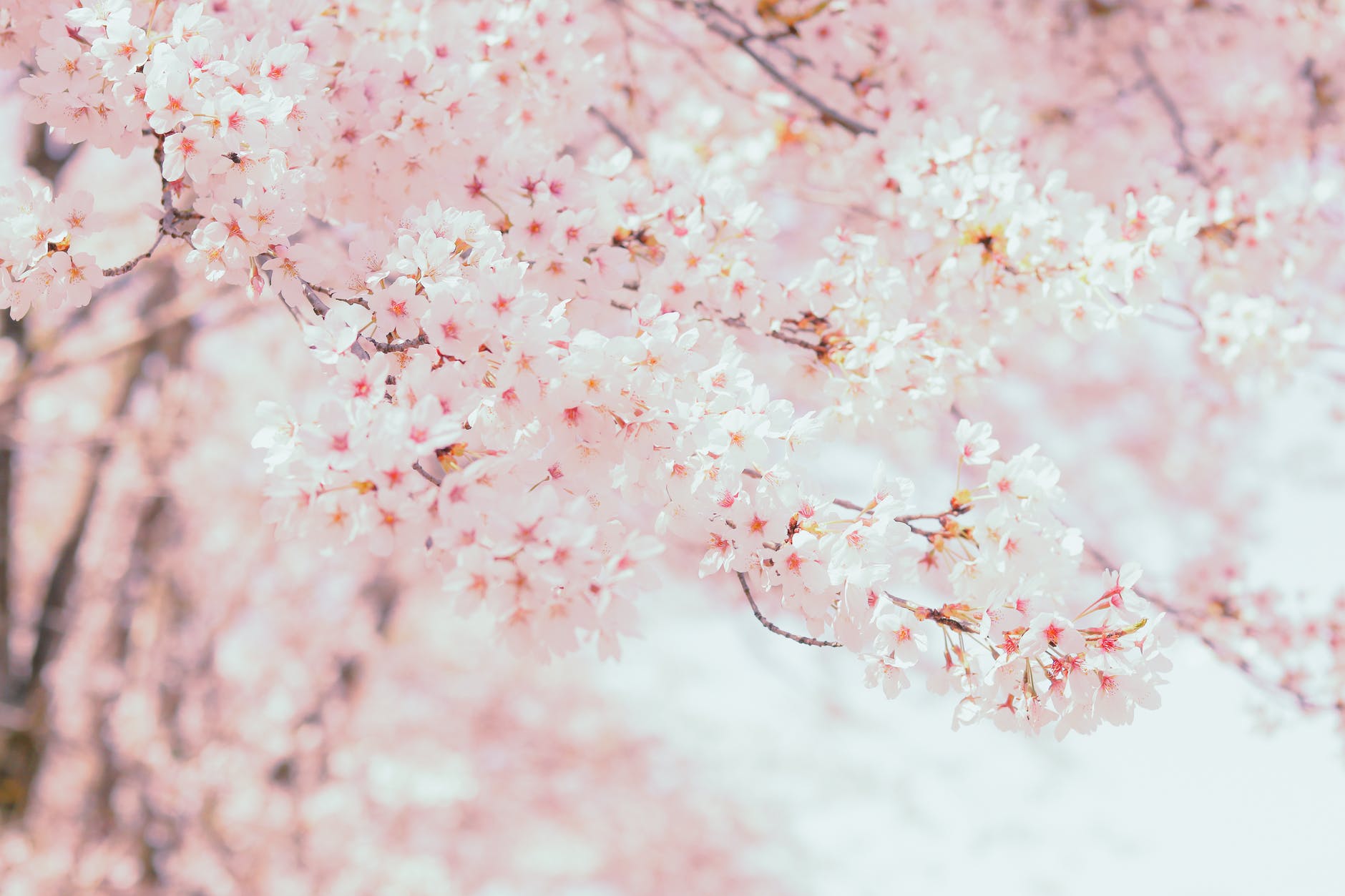 blooming sakura tree in daylight